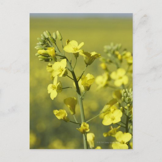 Canola blüht auf dem Feld. 3 Postkarte (Vorderseite)