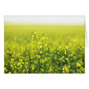 Canola blüht im Feld.