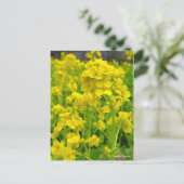 Canola-Blume [Postkarte] Postkarte (Stehend Vorderseite)