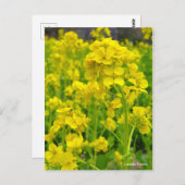 Canola-Blume [Postkarte] Postkarte (Vorne/Hinten)
