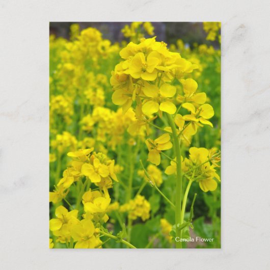 Canola-Blume [Postkarte] Postkarte (Vorderseite)