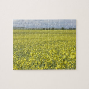 Canola, das auf dem Gebiet blüht Puzzle