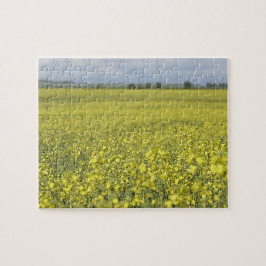 Canola, das auf dem Gebiet blüht Puzzle (Horizontal)