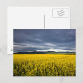 Canola Feld im Morgenlicht im Flathead Postkarte (Vorne/Hinten)