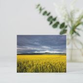 Canola Feld im Morgenlicht im Flathead Postkarte (Stehend Vorderseite)
