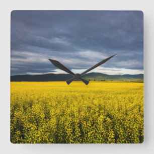 Canola Feld im Morgenlicht im Flathead Quadratische Wanduhr