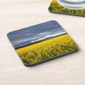 Canola Feld im Morgenlicht im Flathead Untersetzer (Linke Seite)