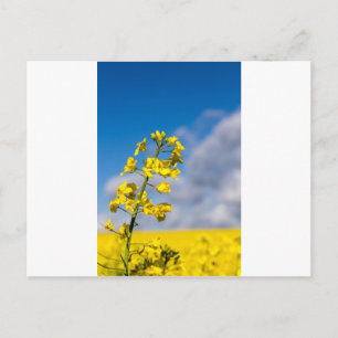 Canola Feld im Sommer mit gelben Blumen und blauen Postkarte
