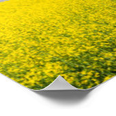 Canola Field and Clouds Poster (Ecke)