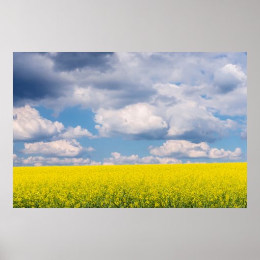 Canola Field and Clouds Poster (Vorne)