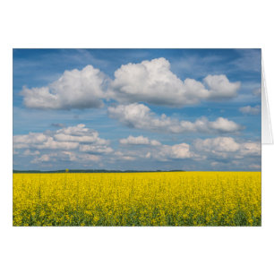 Canola Field & Clouds