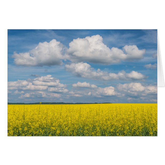 Canola Field & Clouds (Vorderseite (Horizontal))
