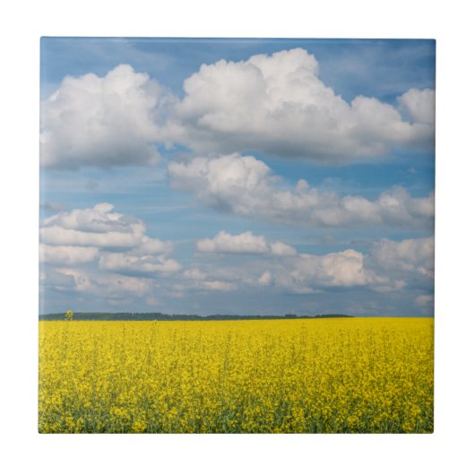 Canola Field & Clouds Fliese (Vorderseite)