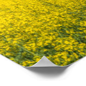 Canola Field & Clouds Poster (Ecke)