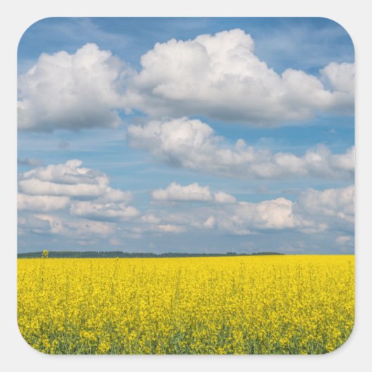 Canola Field & Clouds Quadratischer Aufkleber (Vorderseite)