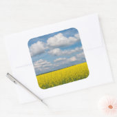 Canola Field & Clouds Quadratischer Aufkleber (Umschlag)