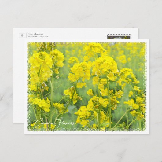 Canola Flowers Postkarte (Vorne/Hinten)