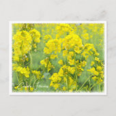 Canola Flowers Postkarte (Vorderseite)