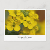Canola Flowers Postkarte (Vorderseite)
