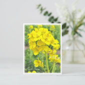 Canola Flowers Postkarte (Stehend Vorderseite)