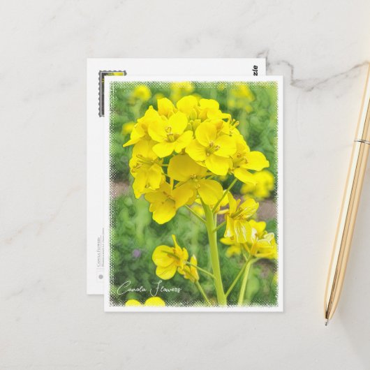 Canola Flowers Postkarte (Vorderseite/Rückseite Beispiel)