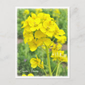 Canola Flowers Postkarte (Vorderseite)