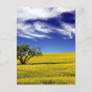 Canola Sky, Saskatchewan, Kanada Postkarte