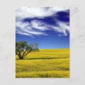 Canola Sky, Saskatchewan, Kanada Postkarte (Vorderseite)