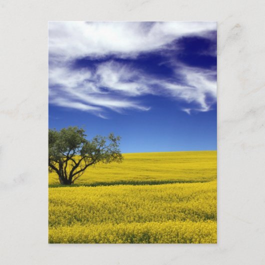 Canola Sky, Saskatchewan, Kanada Postkarte (Vorderseite)