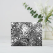 Canopy (b&w) Postkarte (Stehend Vorderseite)