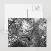 Canopy (b&w) Postkarte (Vorne/Hinten)