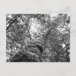 Canopy (b&w) Postkarte
