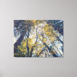 Canopy Leinwanddruck