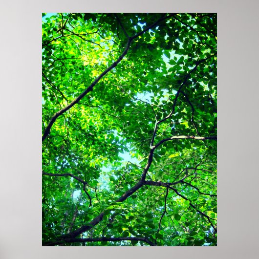 Canopy of Green, Leafy Branches with Blue Sky Poster (Vorne)