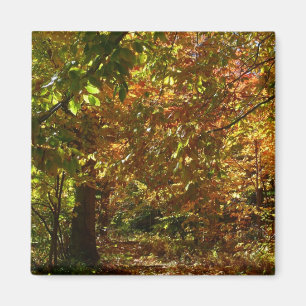 Canopy of Herbstlaubs II Gelbe Herbstfotografie Magnet