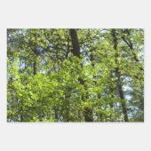 "Canopy of Spring Blätter Green Nature Scene (Vorderseite 2)