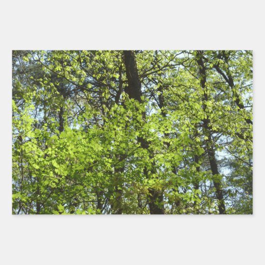 "Canopy of Spring Blätter Green Nature Scene (Vorderseite 2)