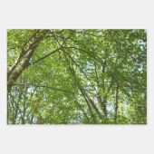 "Canopy of Spring Blätter Green Nature Scene (Vorderseite)