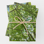 "Canopy of Spring Blätter Green Nature Scene (Beispiel)