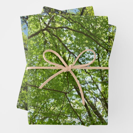 "Canopy of Spring Blätter Green Nature Scene (Beispiel)