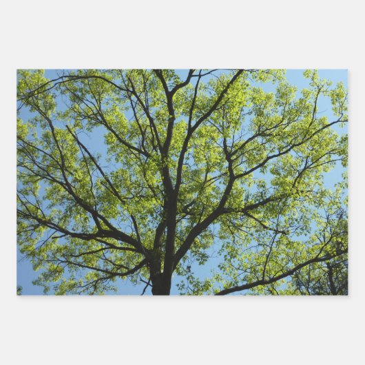 "Canopy of Spring Blätter Green Nature Scene (Vorderseite 3)