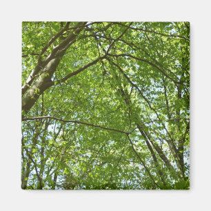 "Canopy of Spring Blätter Green Nature Scene Magnet