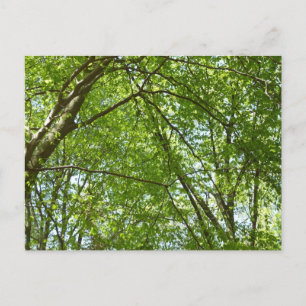 "Canopy of Spring Blätter Green Nature Scene Postkarte