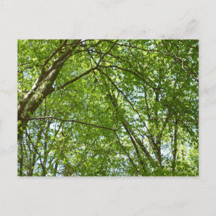 "Canopy of Spring Blätter Green Nature Scene Postkarte