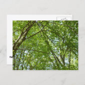 "Canopy of Spring Blätter Green Nature Scene Postkarte (Vorne/Hinten)