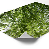 Canopy Poster (Ecke)