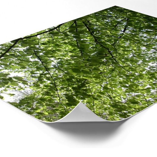 Canopy Poster (Ecke)