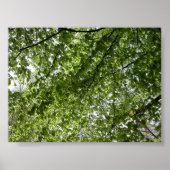 Canopy Poster (Vorne)