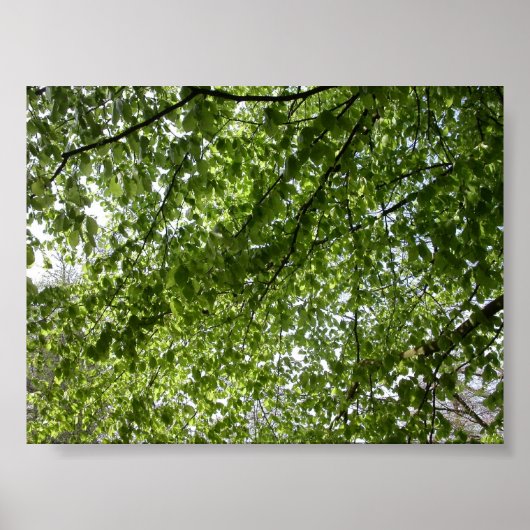 Canopy Poster (Vorne)