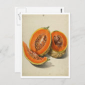Cantaloupe melon Illustration Postkarte (Vorne/Hinten)